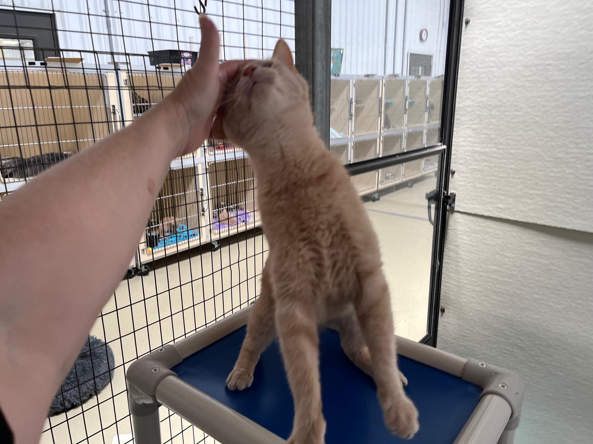 Enlarge Weaver, a Adoptable Tabby in Clarksville, VA image 5/6