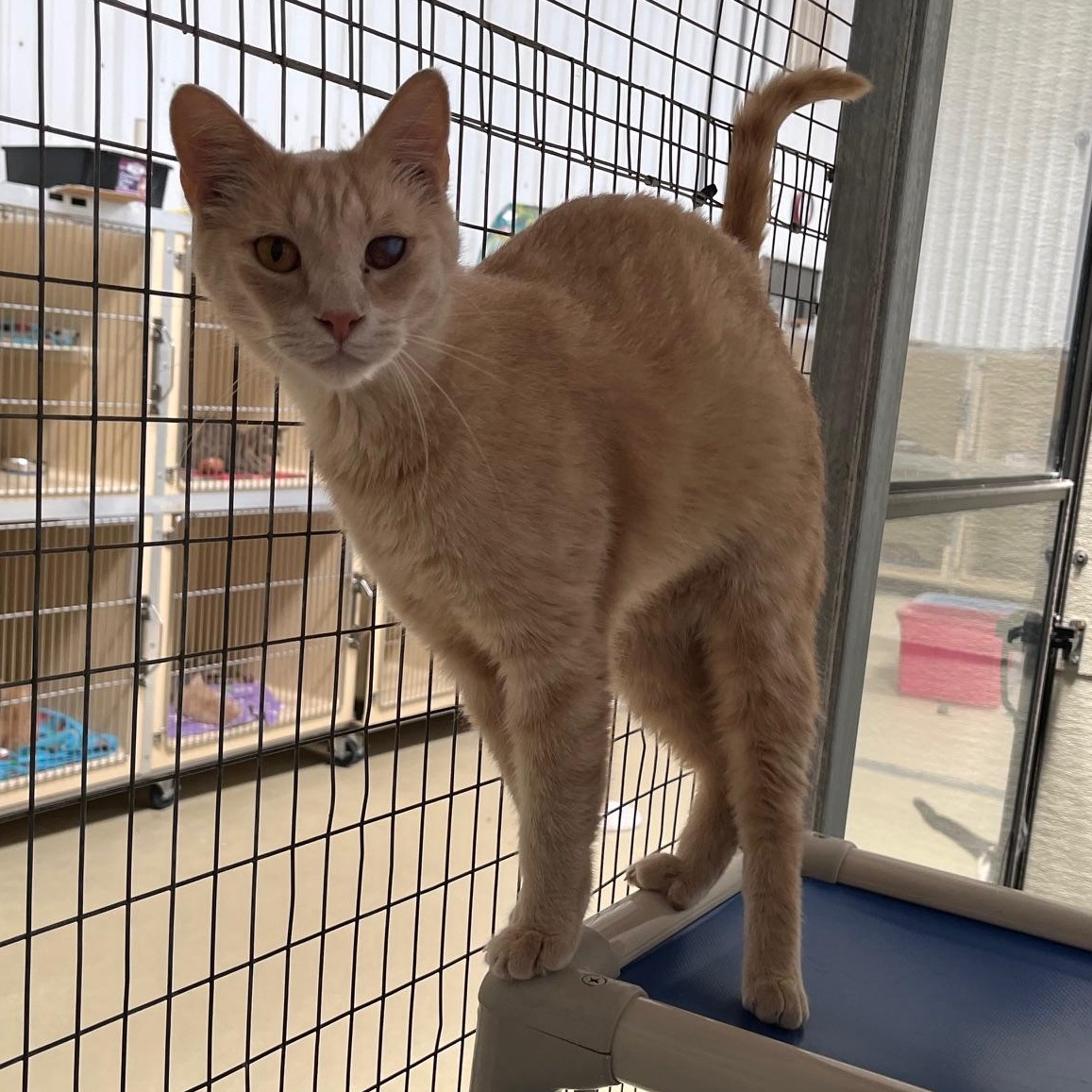 Enlarge Weaver, a Adoptable Tabby in Clarksville, VA image 6/6