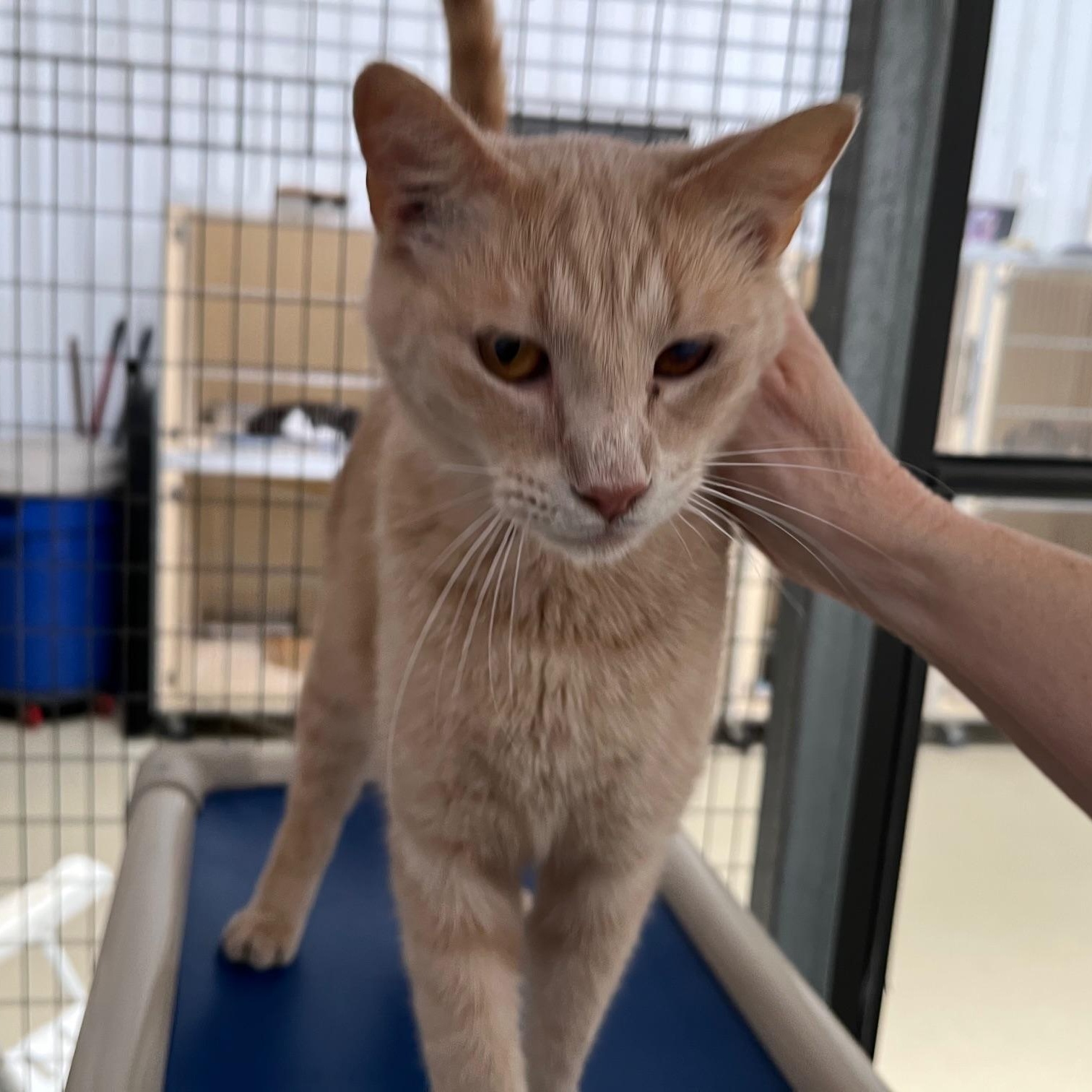 Enlarge Weaver, a Adoptable Tabby in Clarksville, VA image 3/6