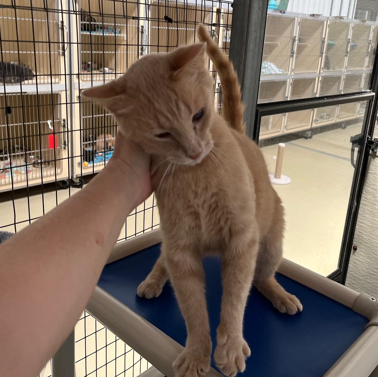 Enlarge Weaver, a Adoptable Tabby in Clarksville, VA image 1/6