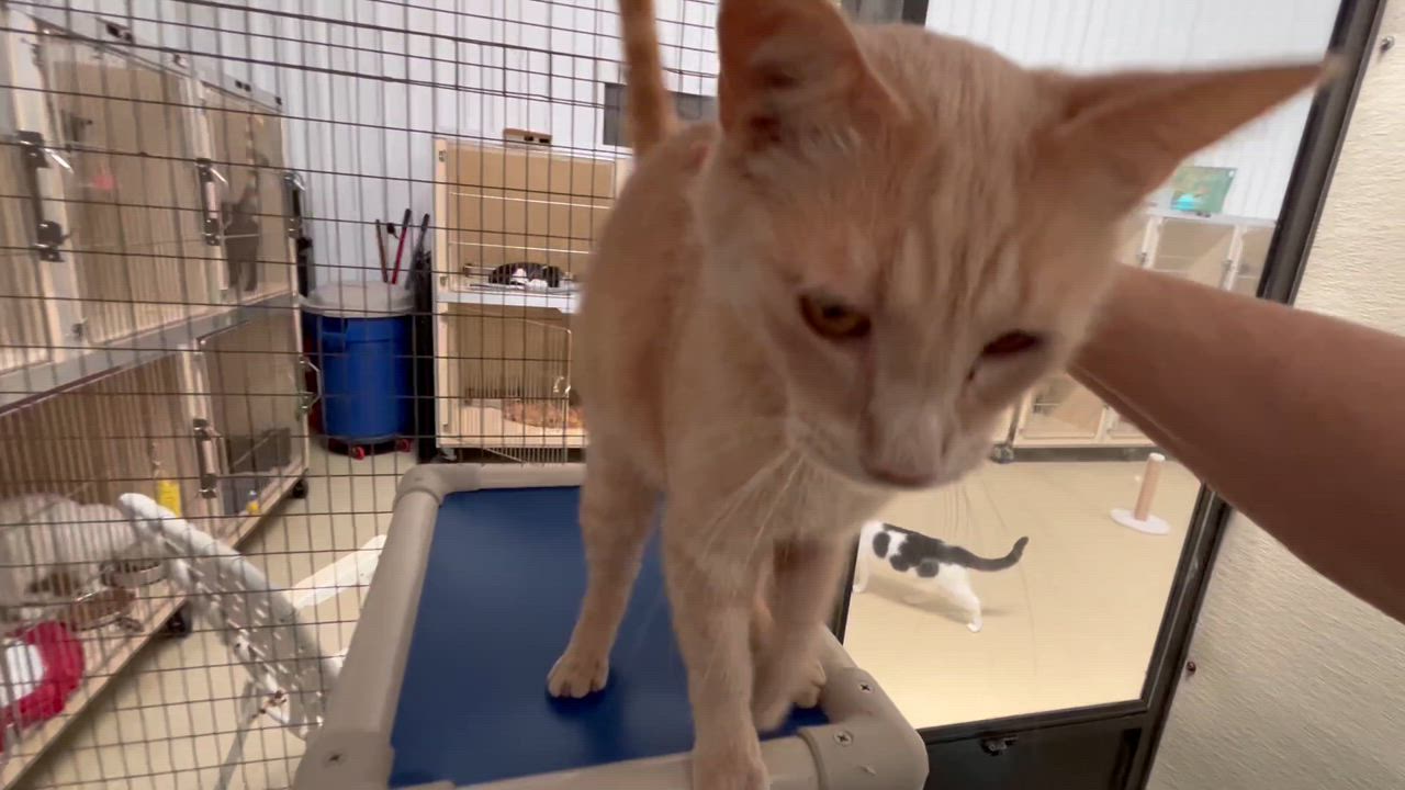 Enlarge Weaver, a Adoptable Tabby in Clarksville, VA video 2/6