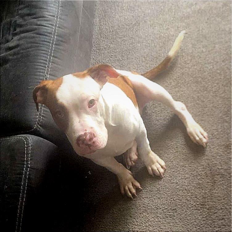 Enlarge Daisey, a Adoptable mixed breed in Monroe, MI image 1/3
