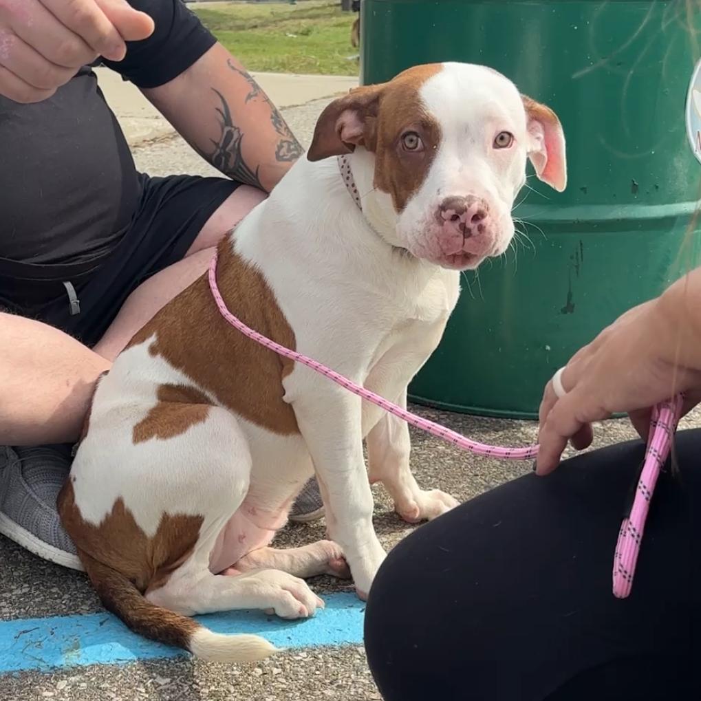 Enlarge Daisey, a Adoptable mixed breed in Monroe, MI image 2/3