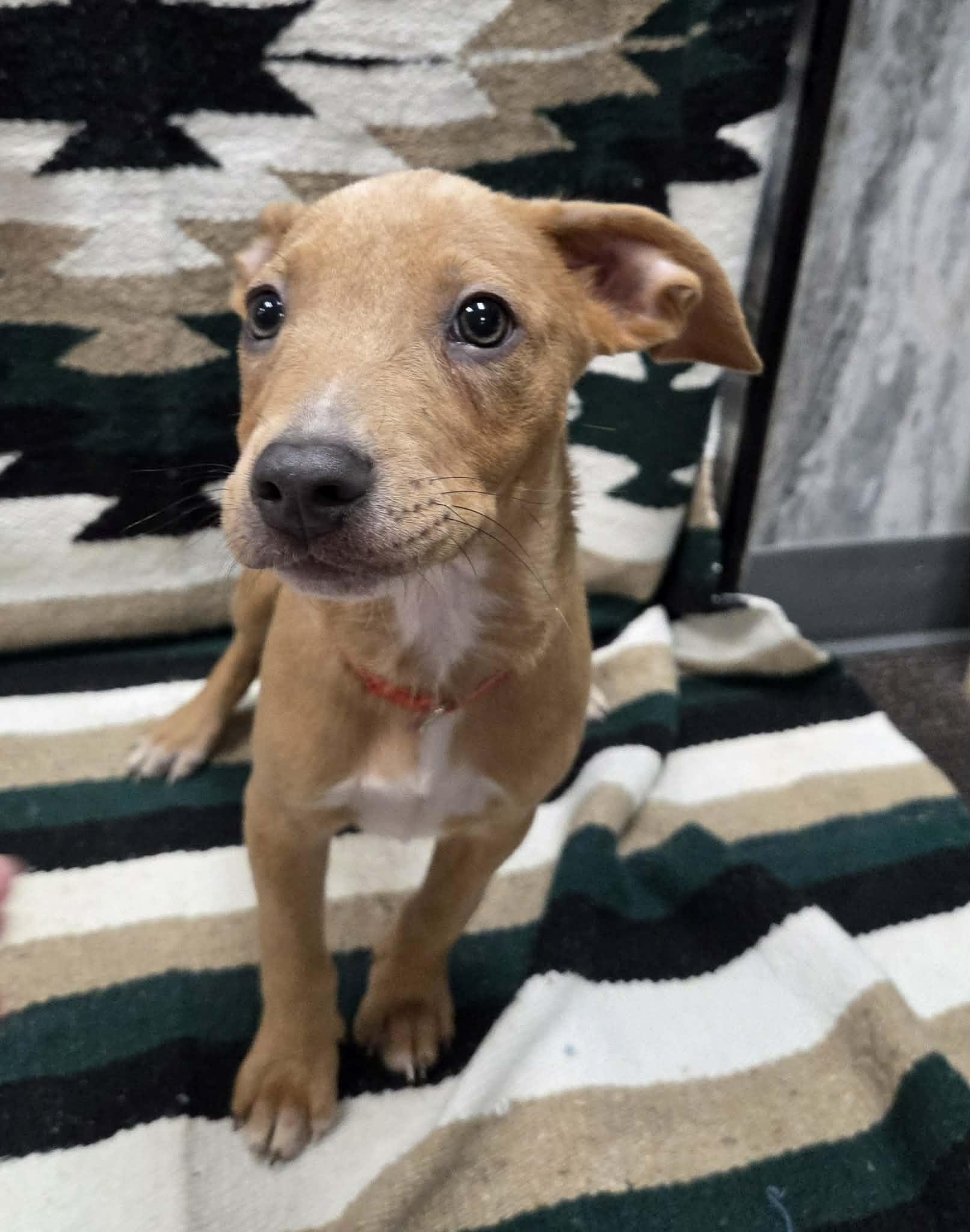 Enlarge Marley the sweet mixed breed, a Adoptable mixed breed in Muskego, WI image 4/6