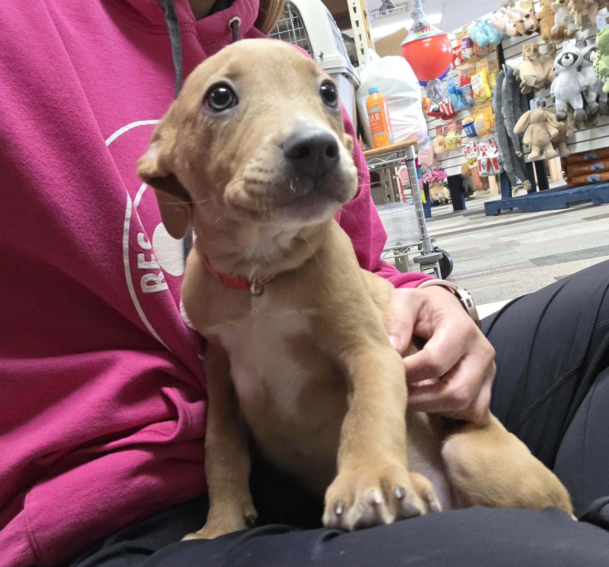Marley the sweet mixed breed, Adoptable, Puppy Female Terrier & Australian Shepherd.