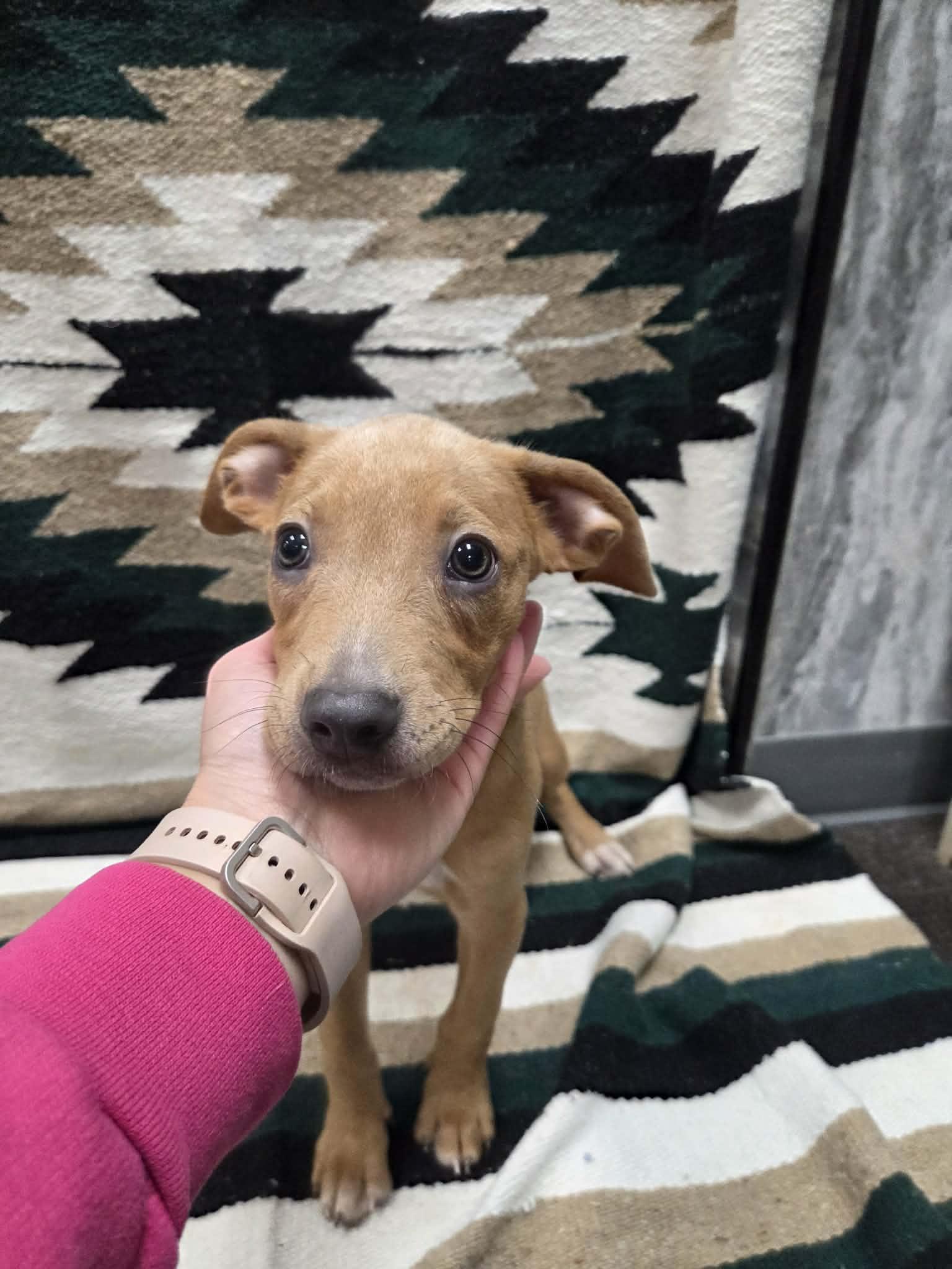 Enlarge Marley the sweet mixed breed, a Adoptable mixed breed in Muskego, WI image 5/6