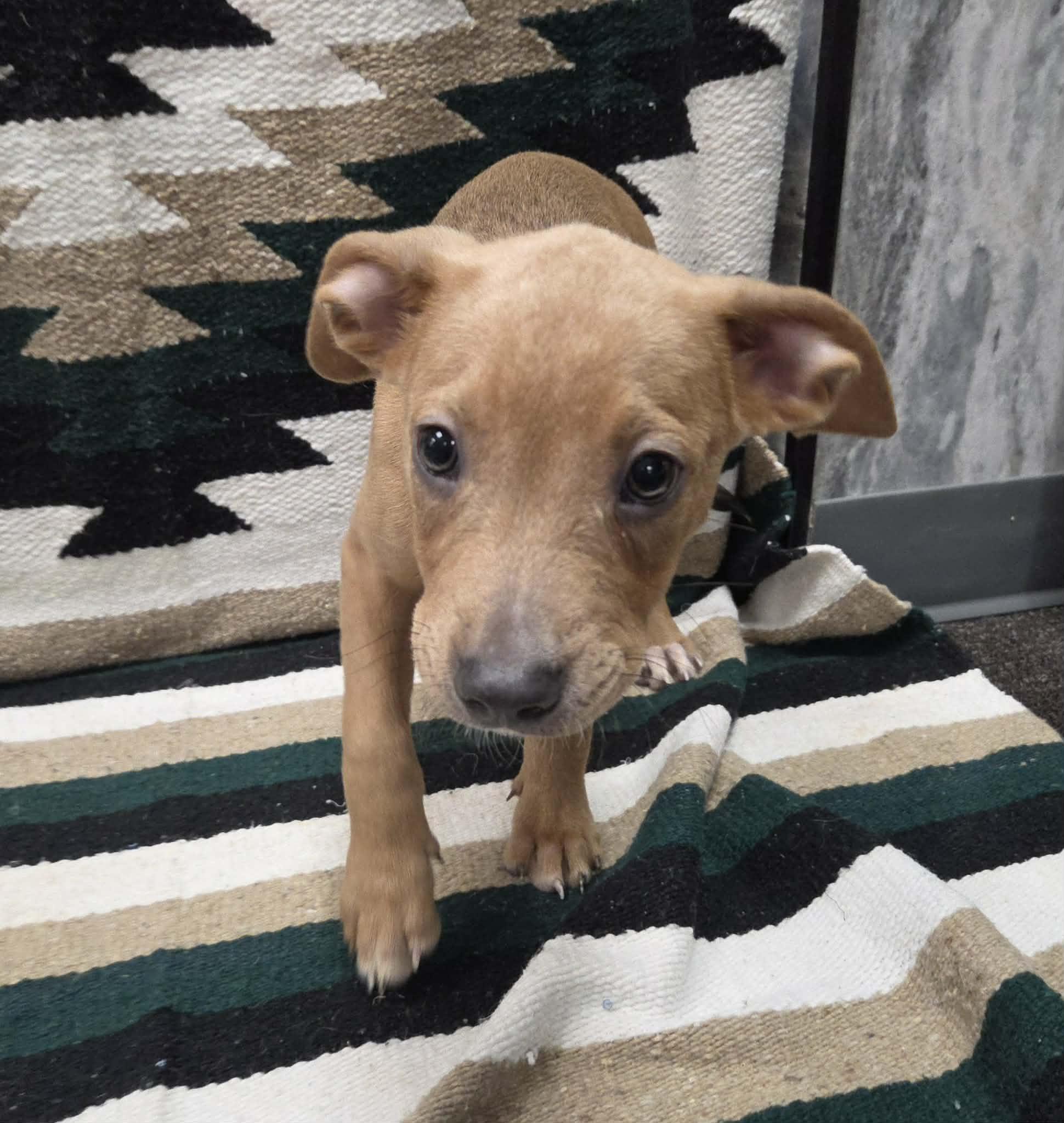 Enlarge Marley the sweet mixed breed, a Adoptable mixed breed in Muskego, WI image 6/6