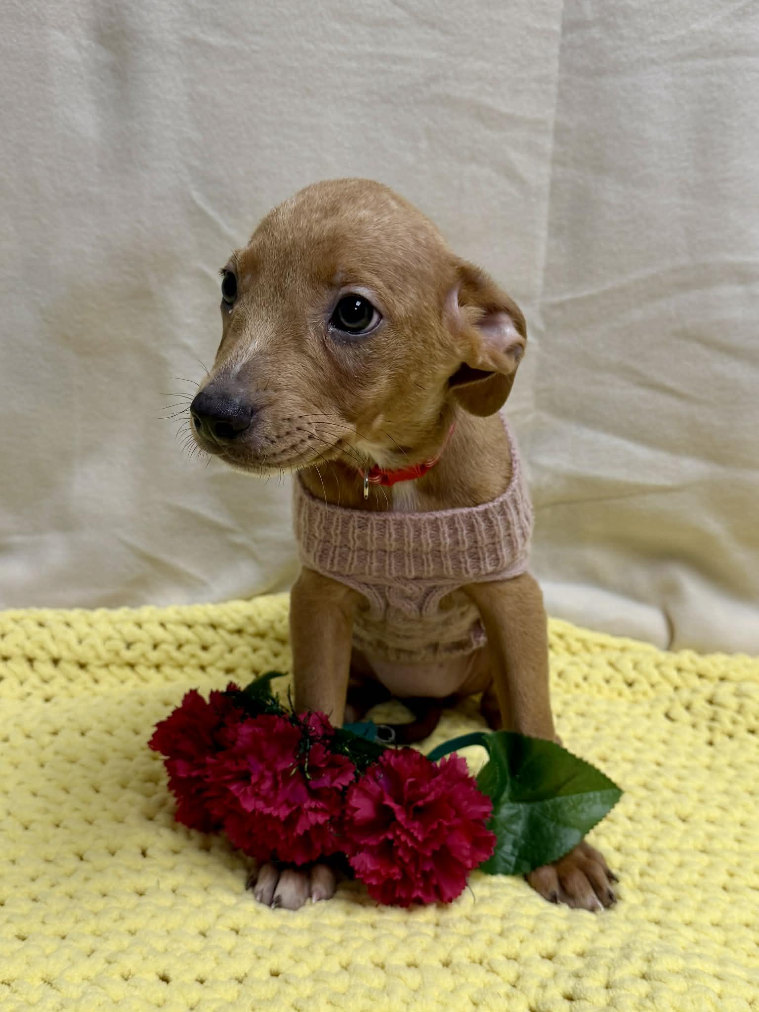 Enlarge Marley the sweet mixed breed, a Adoptable mixed breed in Muskego, WI image 3/6