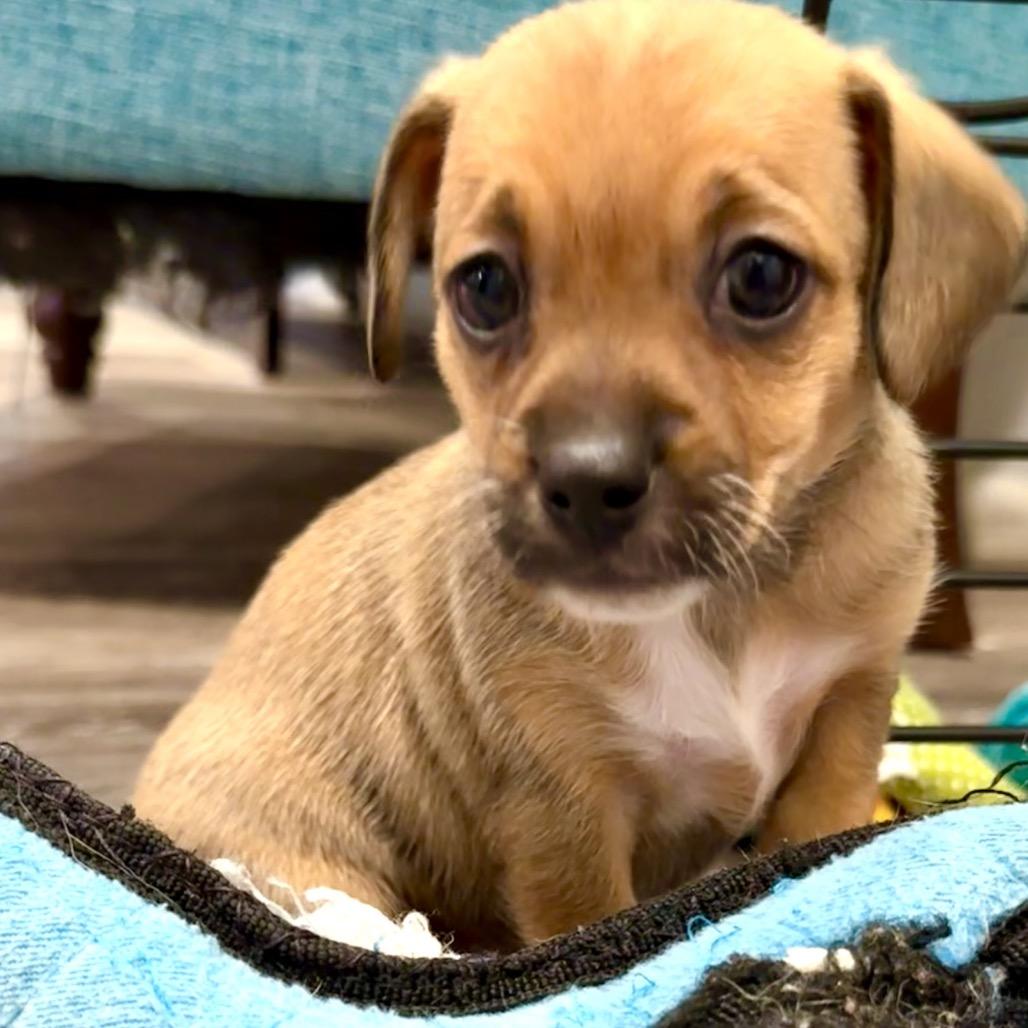 Wren, Baby Female Chihuahua