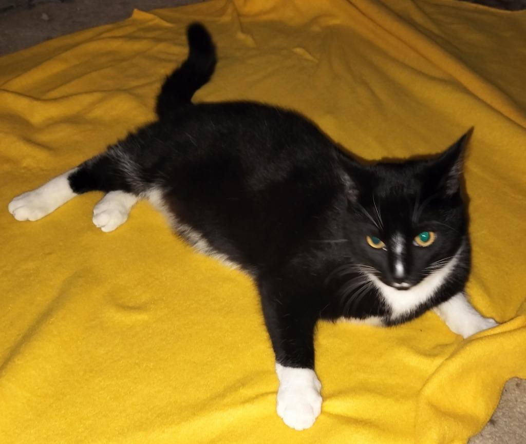 Twinkle, Adoptable, Young Male Domestic Short Hair.