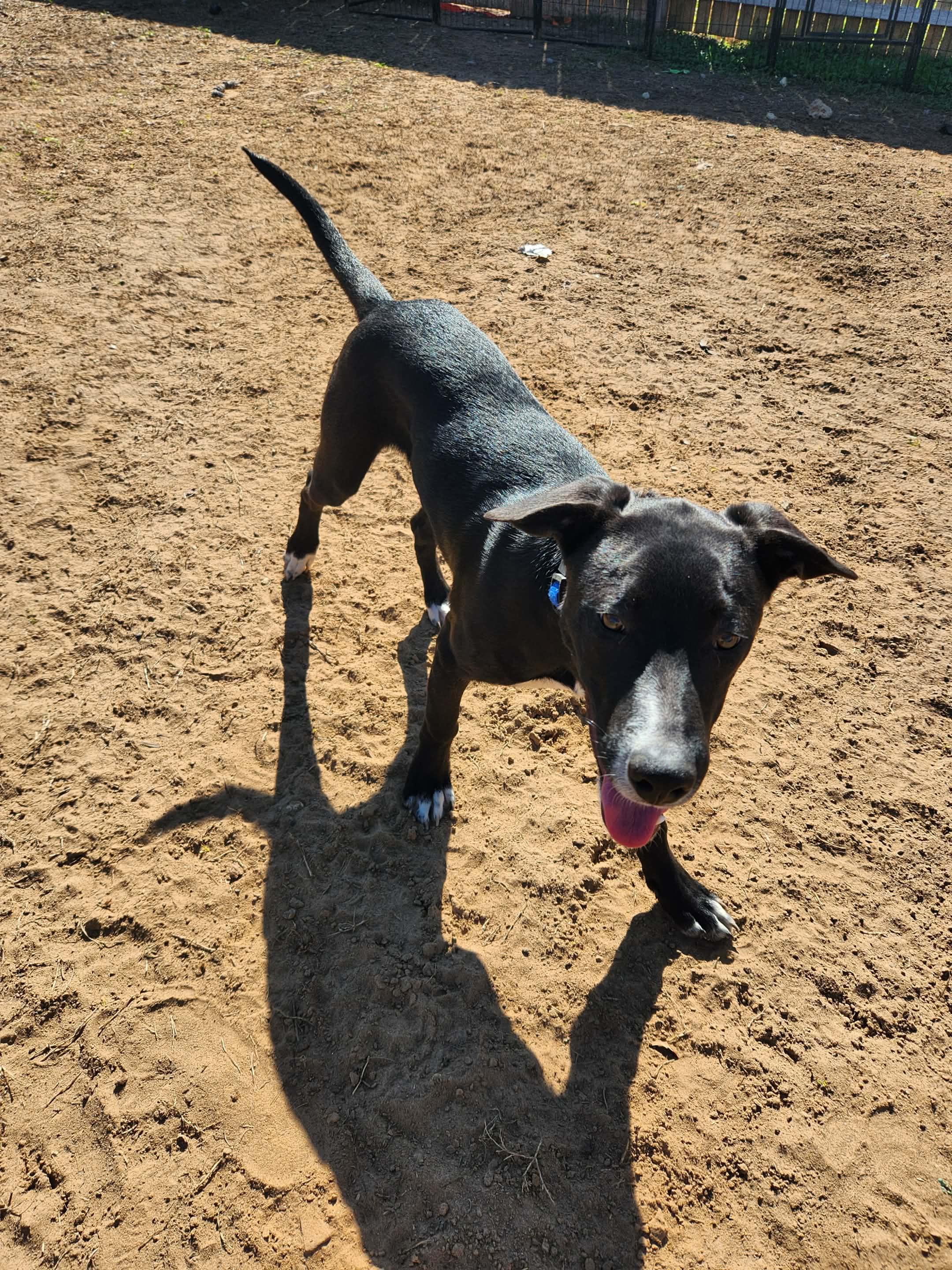 Leinel, a Adoptable mixed breed in San Antonio, TX image 5/5