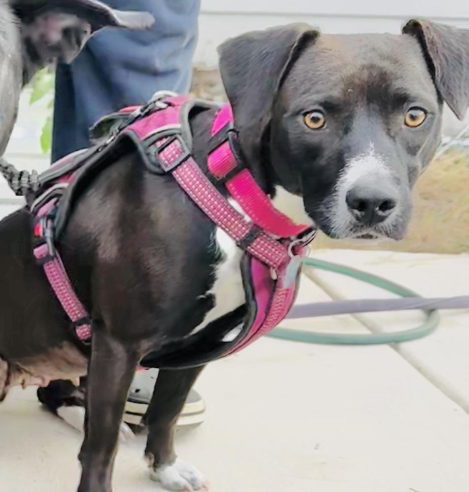 Phoenix, Adoptable, Young Female Terrier.