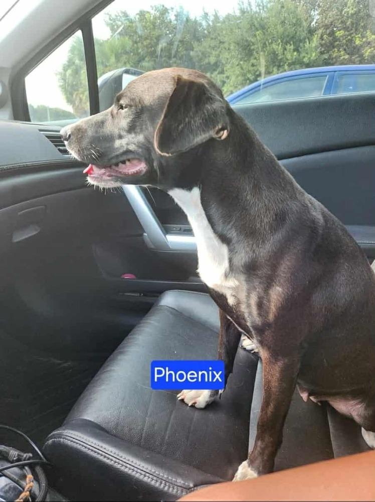 Enlarge Phoenix, a Adoptable mixed breed in San Antonio, TX image 2/3