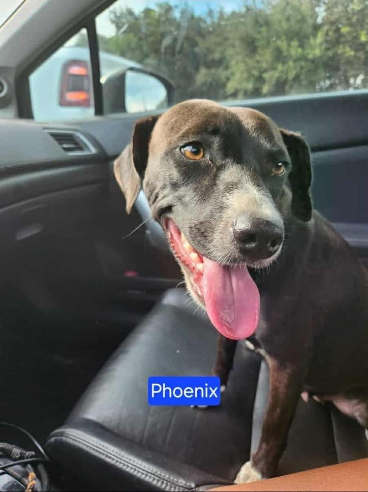 Enlarge Phoenix, a Adoptable mixed breed in San Antonio, TX image 3/3