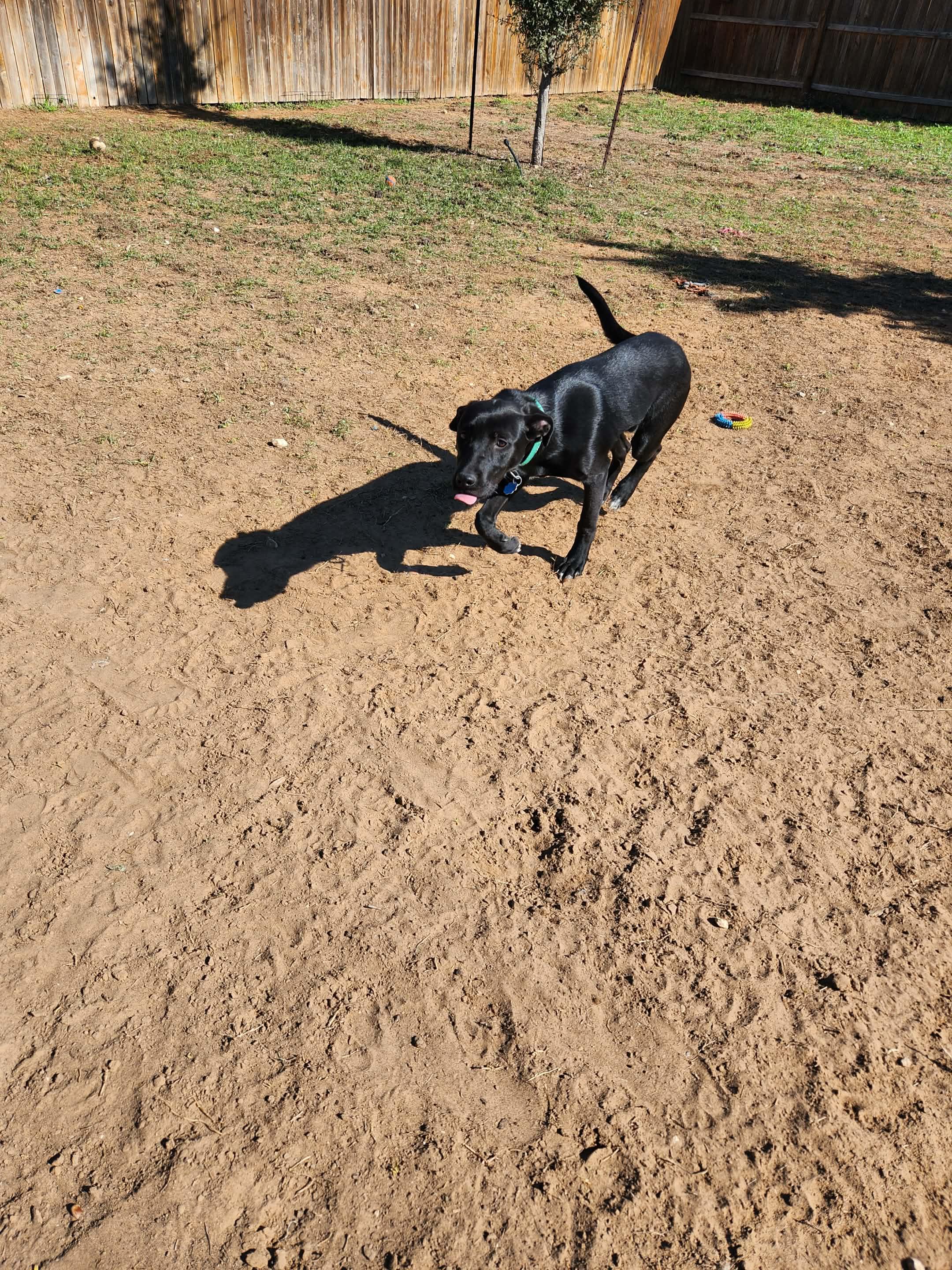 Leinel, a Adoptable mixed breed in San Antonio, TX image 4/5