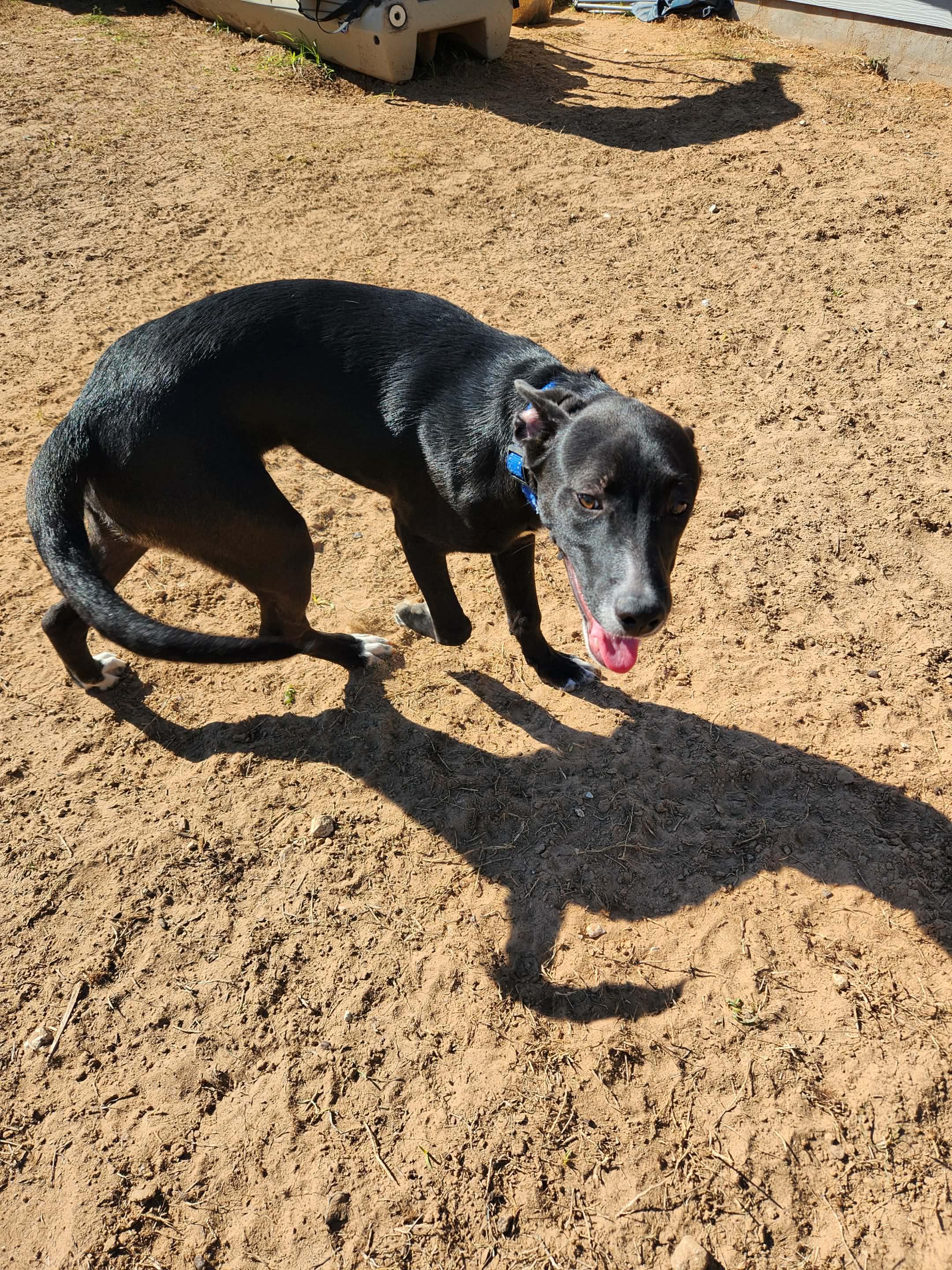 Leinel, a Adoptable mixed breed in San Antonio, TX image 2/5