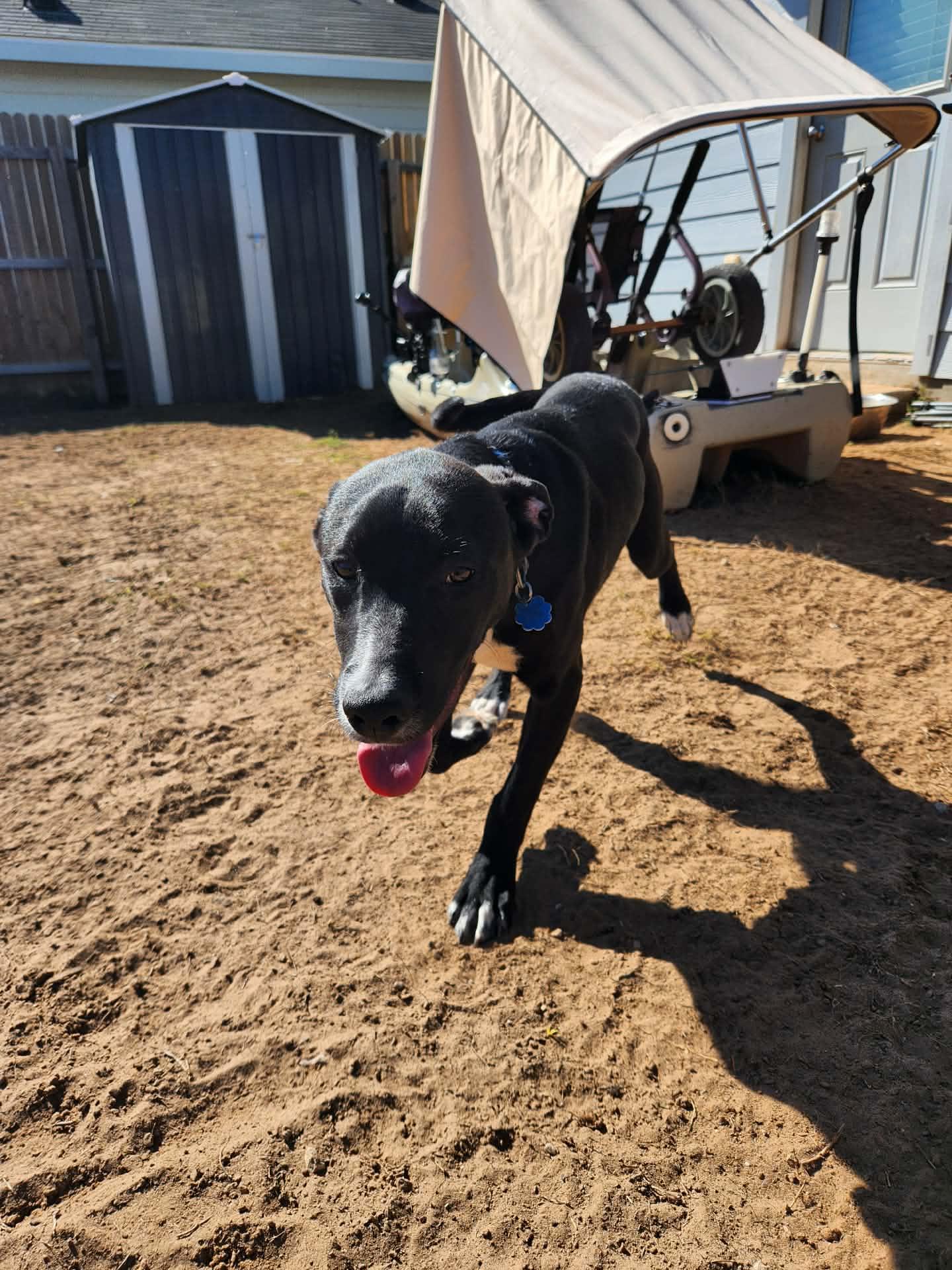 Leinel, a Adoptable mixed breed in San Antonio, TX image 3/5