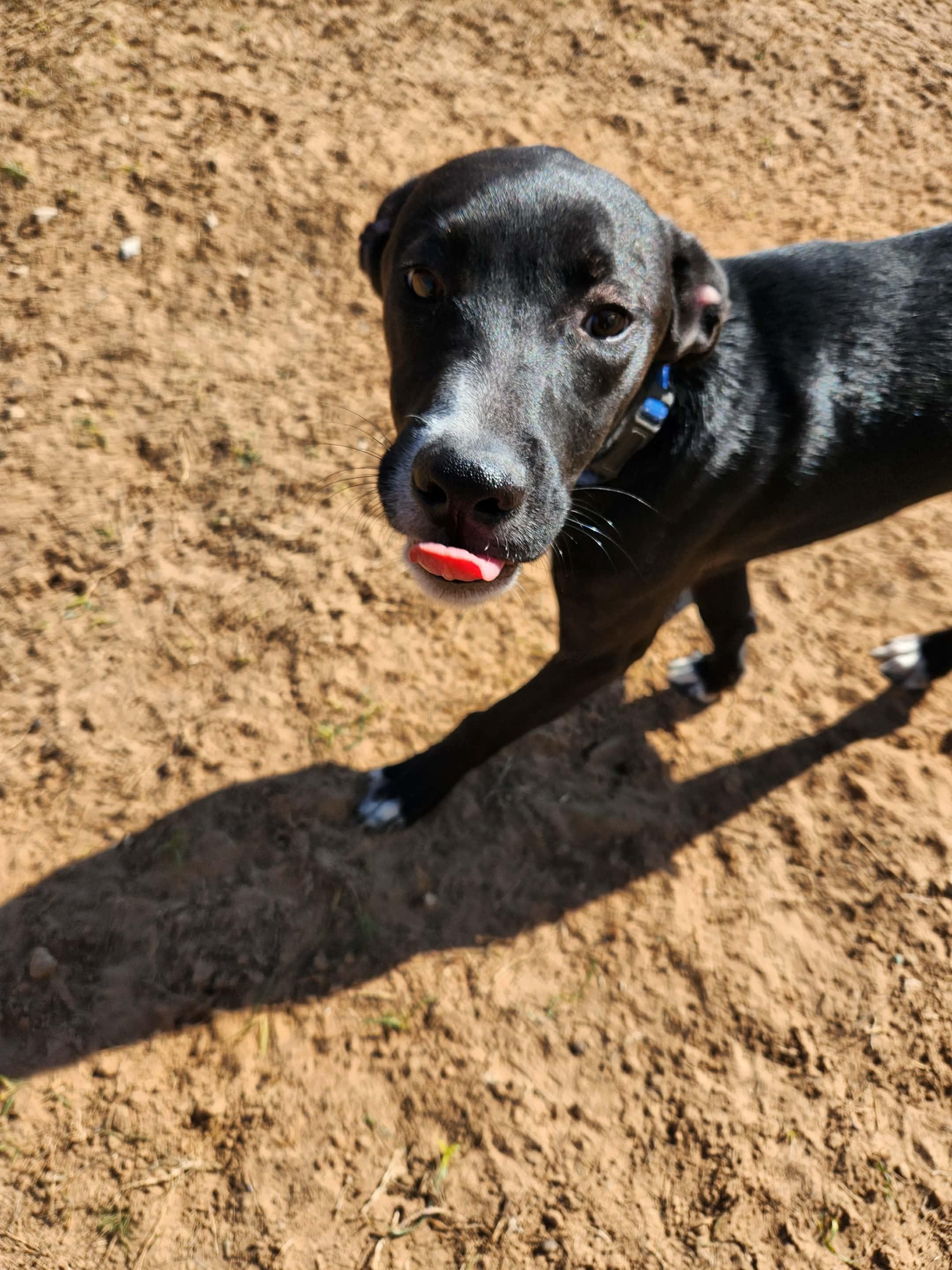 Leinel, Adoptable, Young Female Terrier.