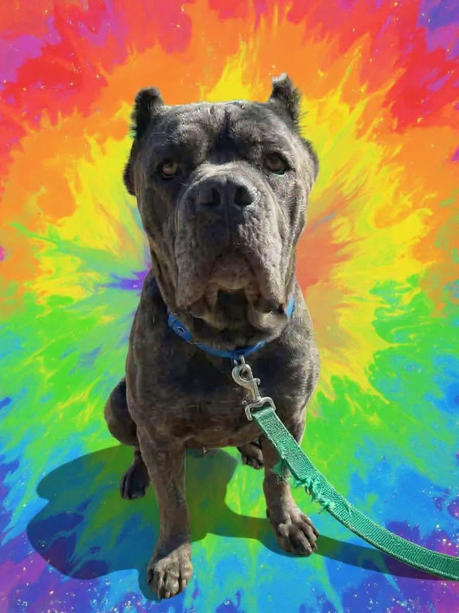 BlueBelle: Not at shelter (Eunice), Adoptable, Adult Female Cane Corso.