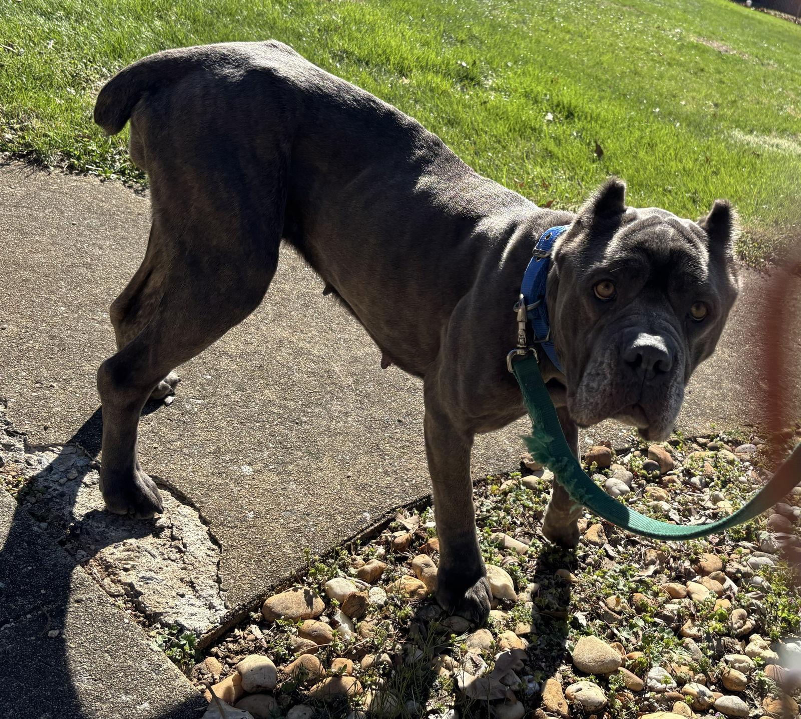 Enlarge BlueBelle: Not at shelter (Eunice), a Adoptable Cane Corso in Rustburg, VA image 2/3