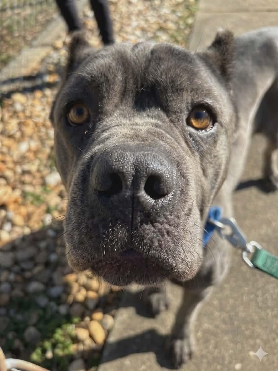Enlarge BlueBelle: Not at shelter (Eunice), a Adoptable Cane Corso in Rustburg, VA image 3/3