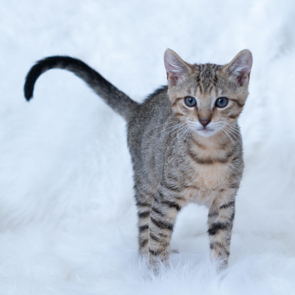 Tiny Tim thumbnail 3