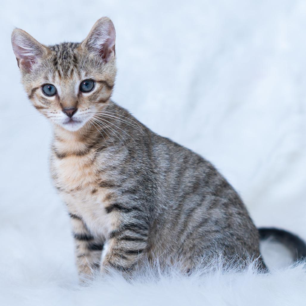 Tiny Tim thumbnail 4