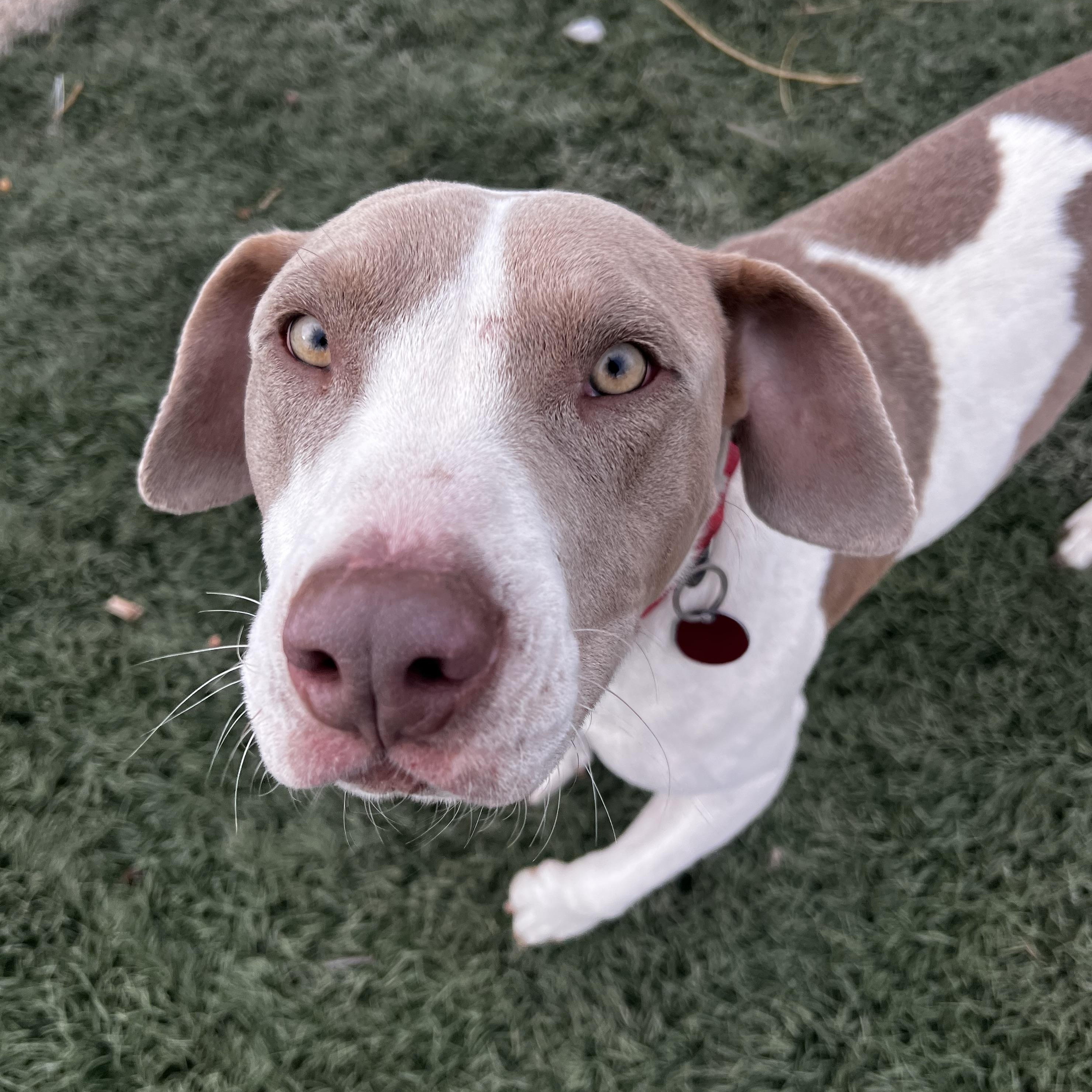 Auggie, Adoptable, Young Male Beagle & Weimaraner.