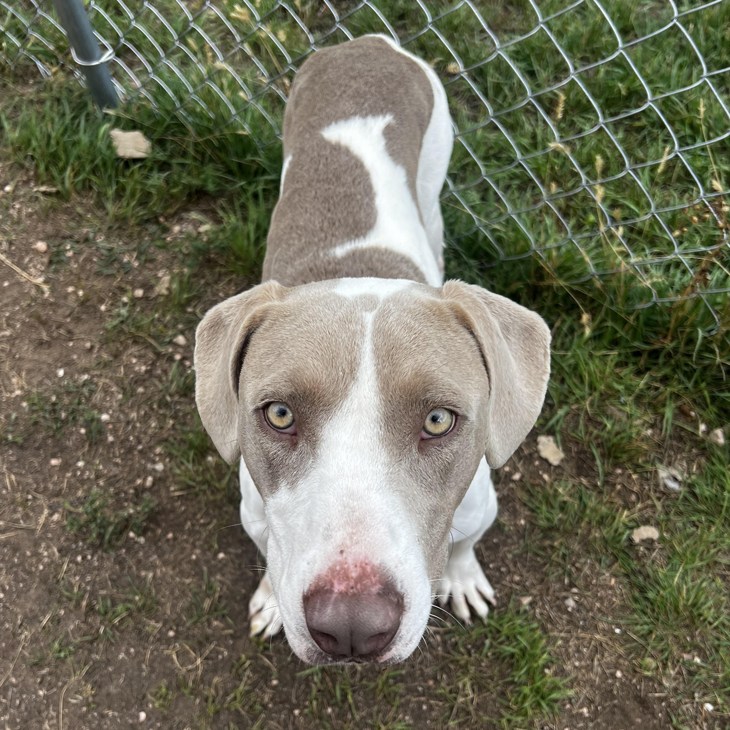 Auggie, Adoptable, Young Male Beagle & Weimaraner.