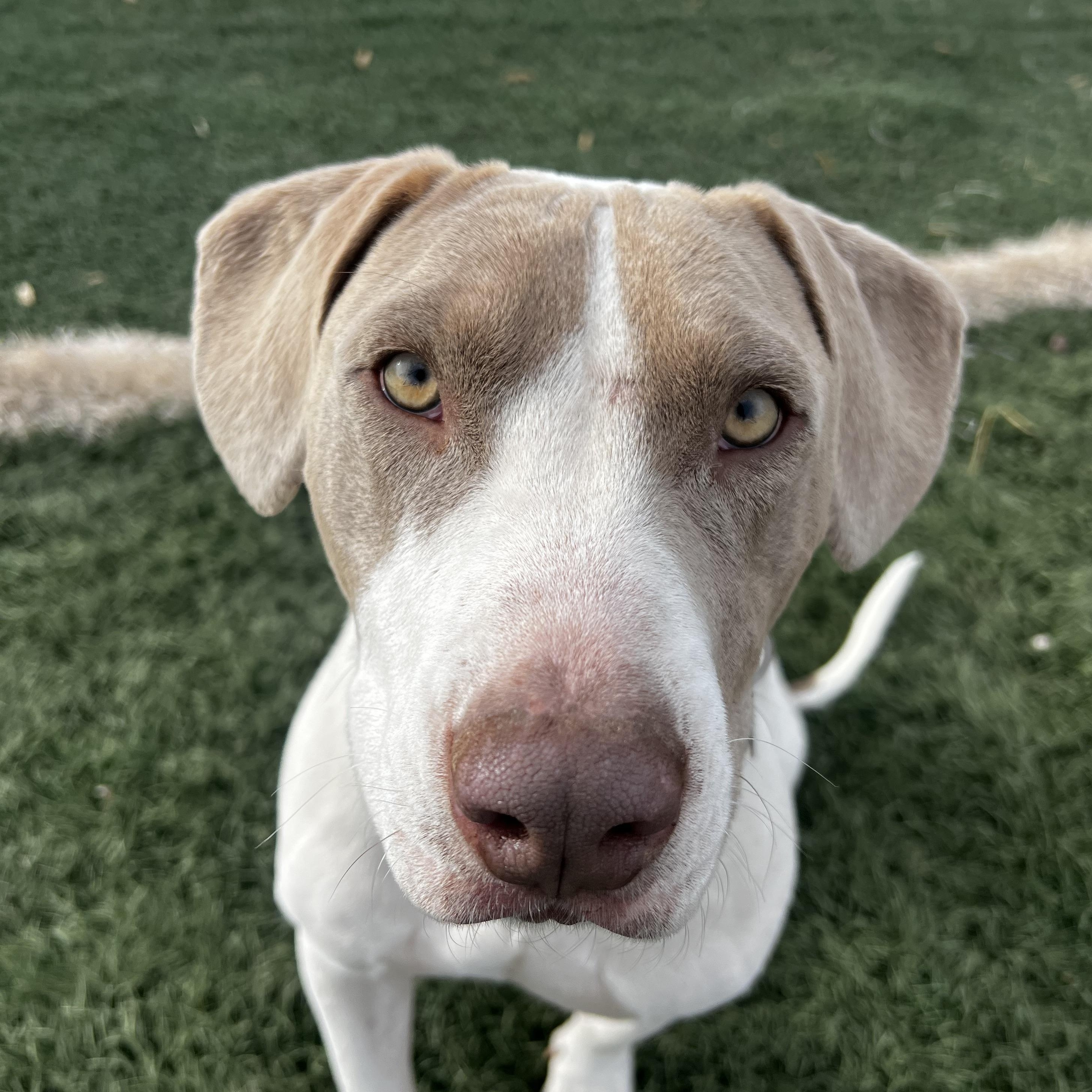 Auggie, a Adoptable mixed breed in Loveland, CO image 3/6