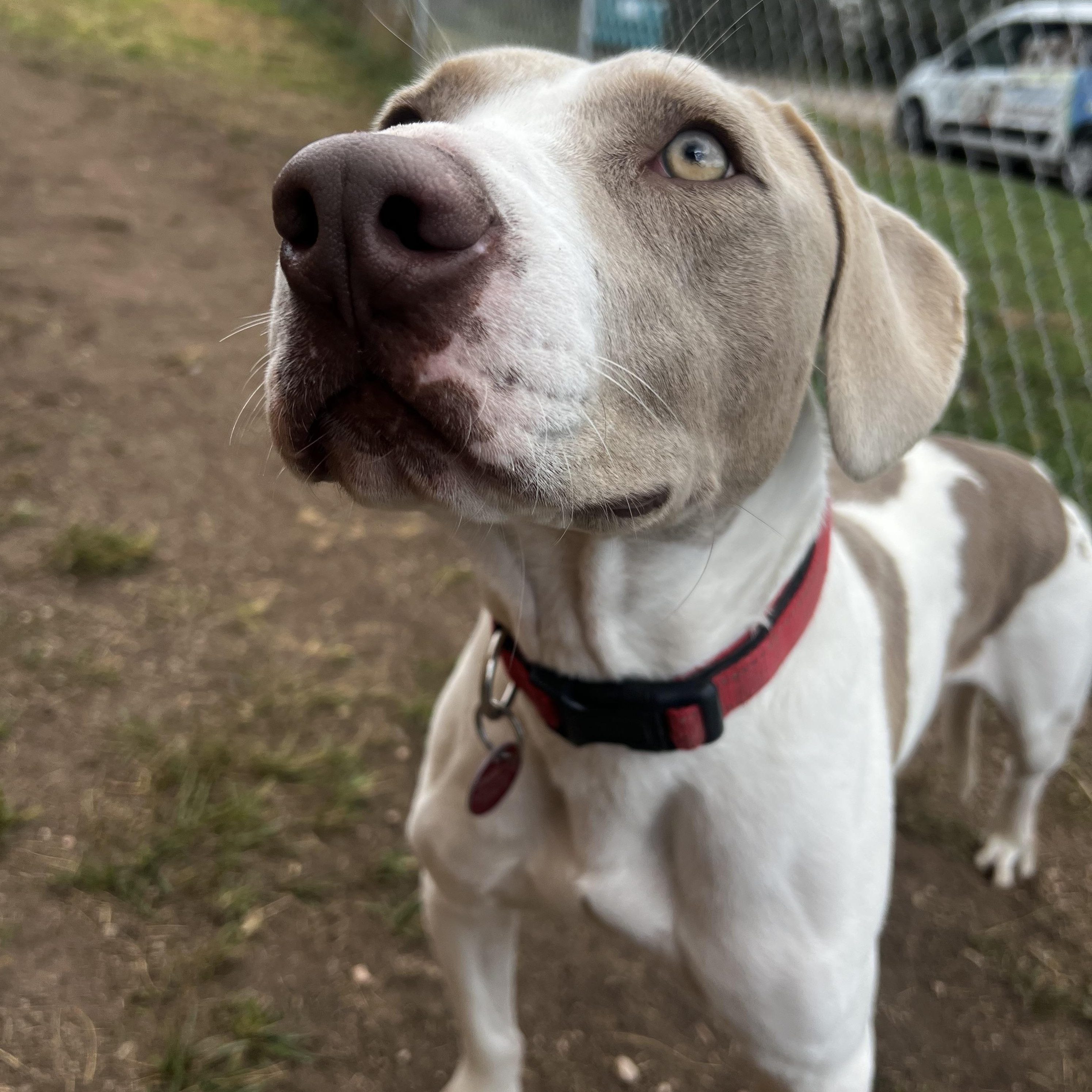 Auggie, a Adoptable mixed breed in Loveland, CO image 4/6