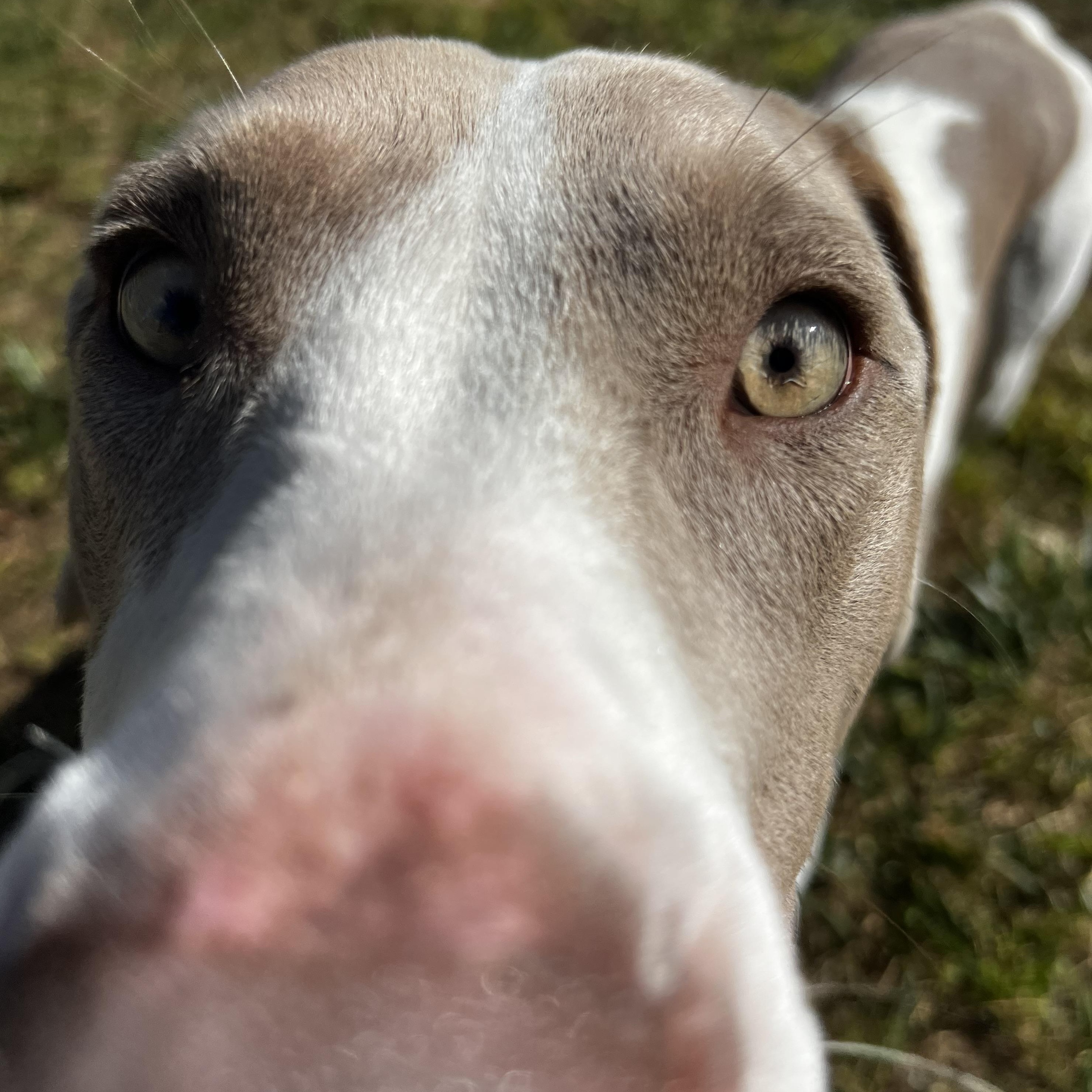 Auggie, a Adoptable mixed breed in Loveland, CO image 5/6