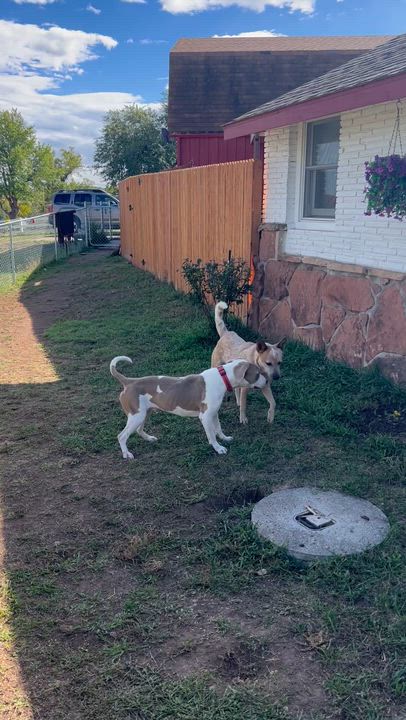 Enlarge Auggie, a Adoptable mixed breed in Loveland, CO video 6/6