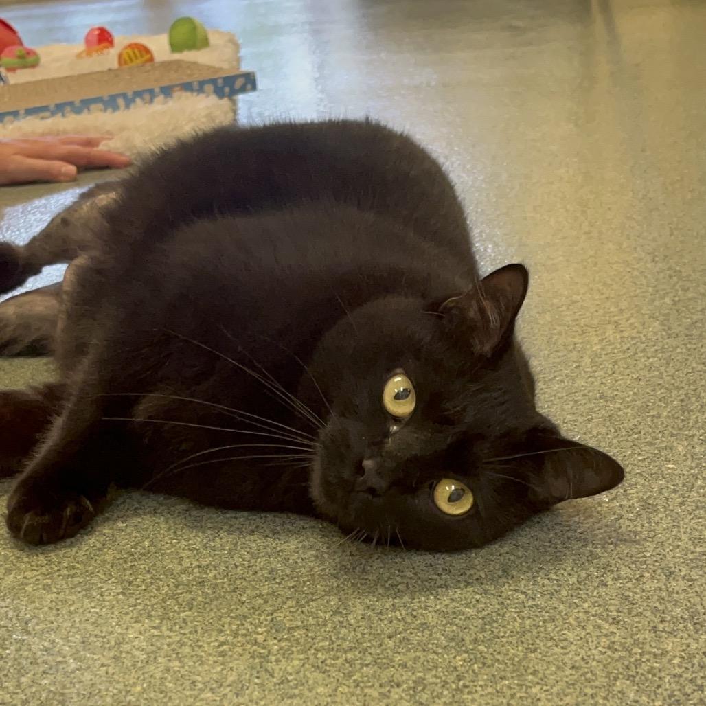 Enlarge Sunny, a Adoptable Domestic Short Hair in Naples, FL image 1/3