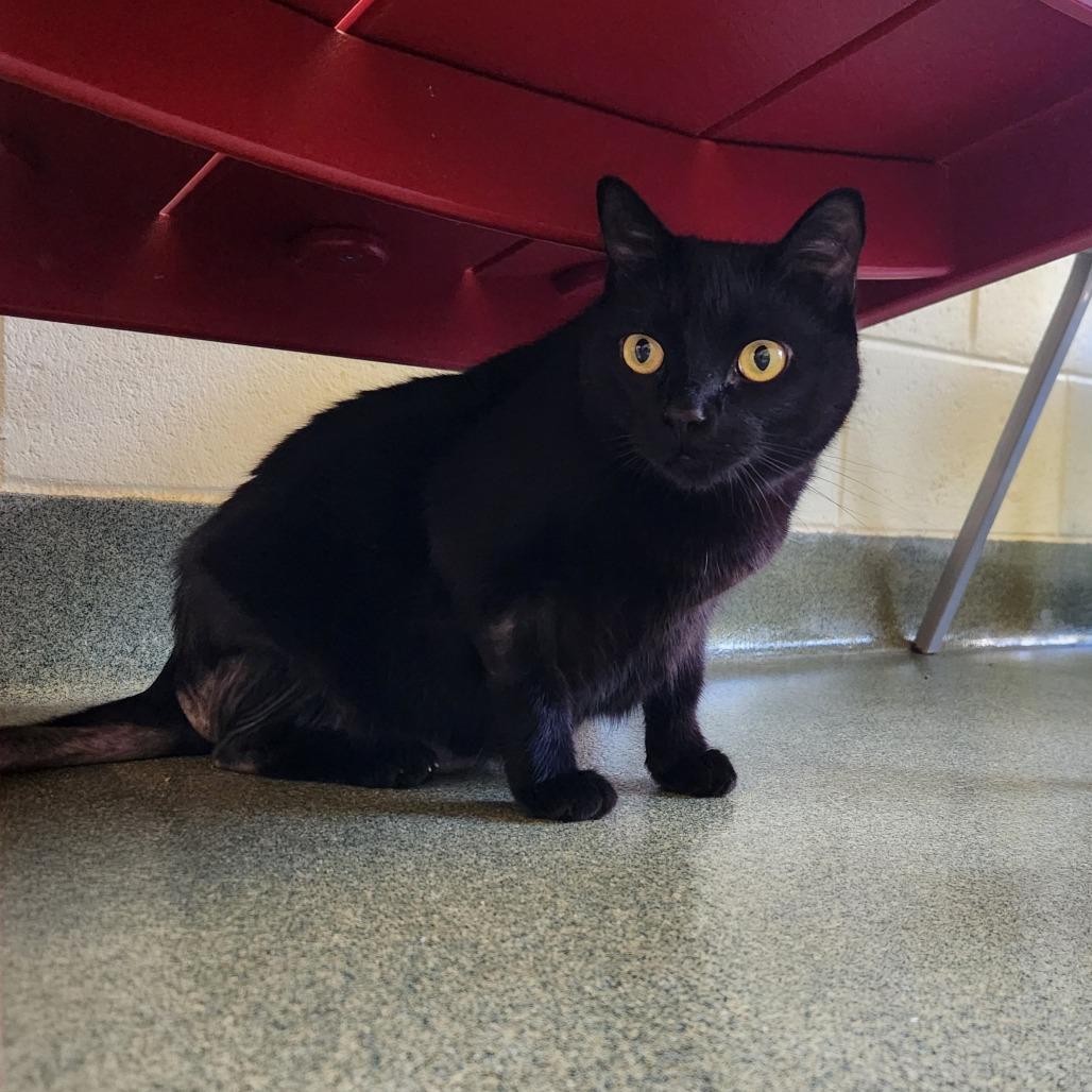 Sunny, a Adoptable Domestic Short Hair in Naples, FL image 1/2