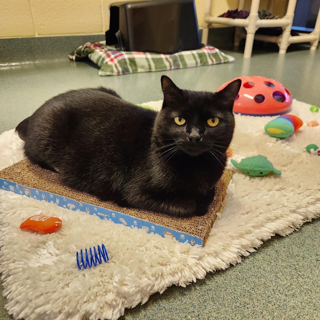 Enlarge Sunny, a Adoptable Domestic Short Hair in Naples, FL image 3/3
