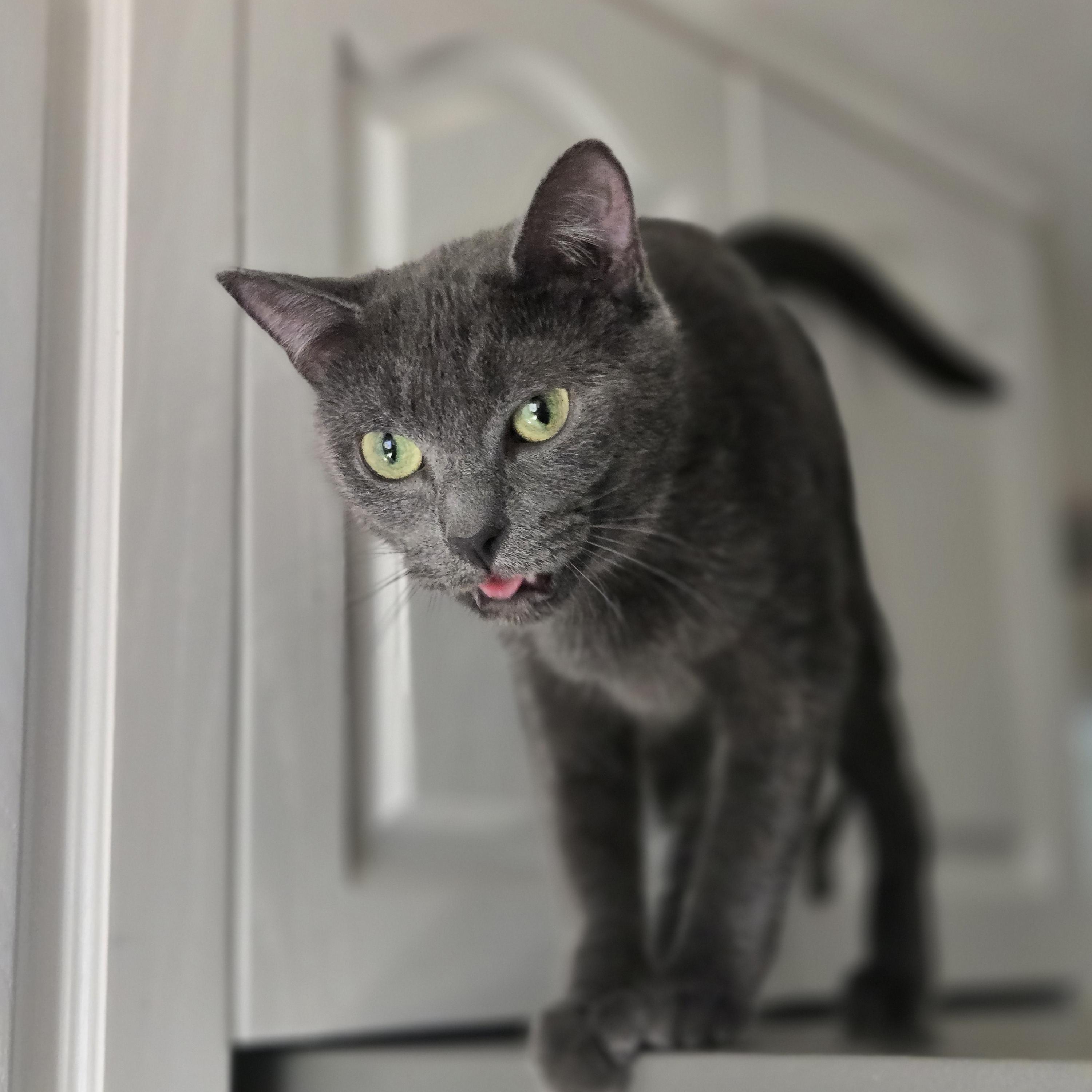 Misty