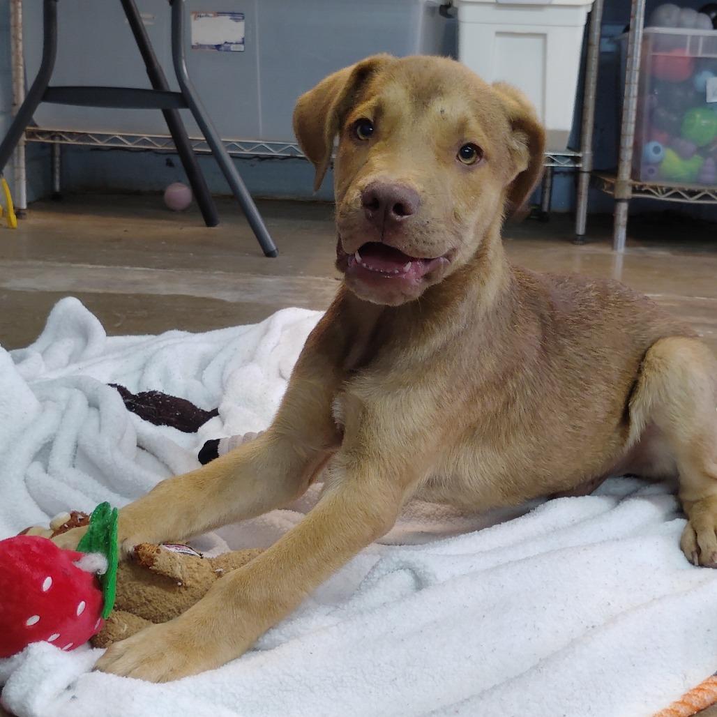 Vamp, Adoptable, Young Male Mixed Breed.