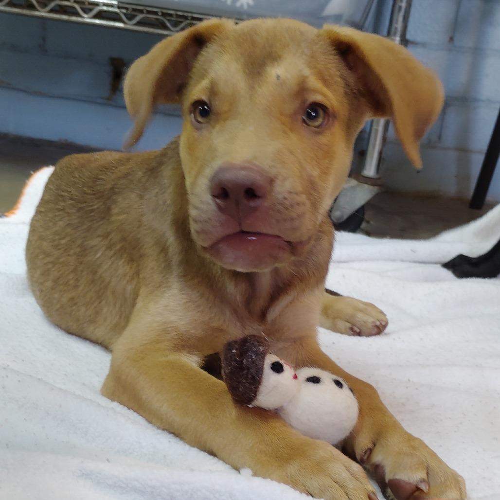 Vamp, a Adoptable Mixed Breed in Tulsa, OK image 2/6