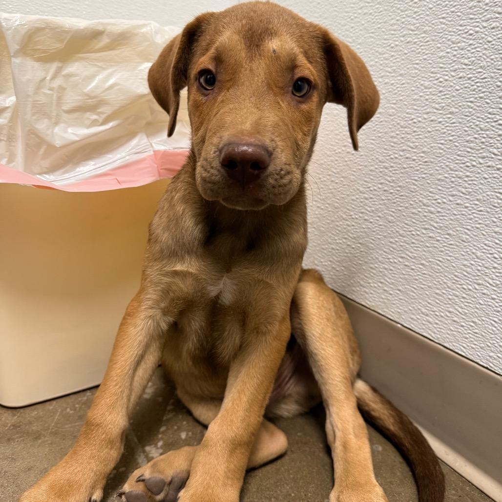 Vamp, a Adoptable Mixed Breed in Tulsa, OK image 4/6