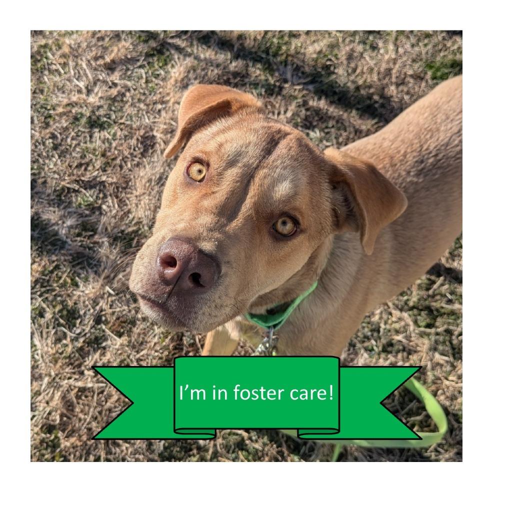 Vamp, a Adoptable Mixed Breed in Tulsa, OK image 5/6