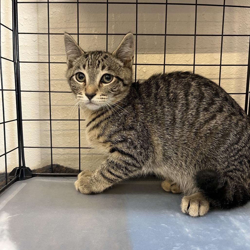 Jax, Adoptable, Kitten Male Domestic Short Hair.