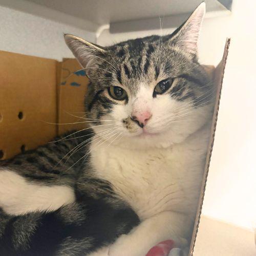 BRECK, Adoptable, Young Male Domestic Short Hair.