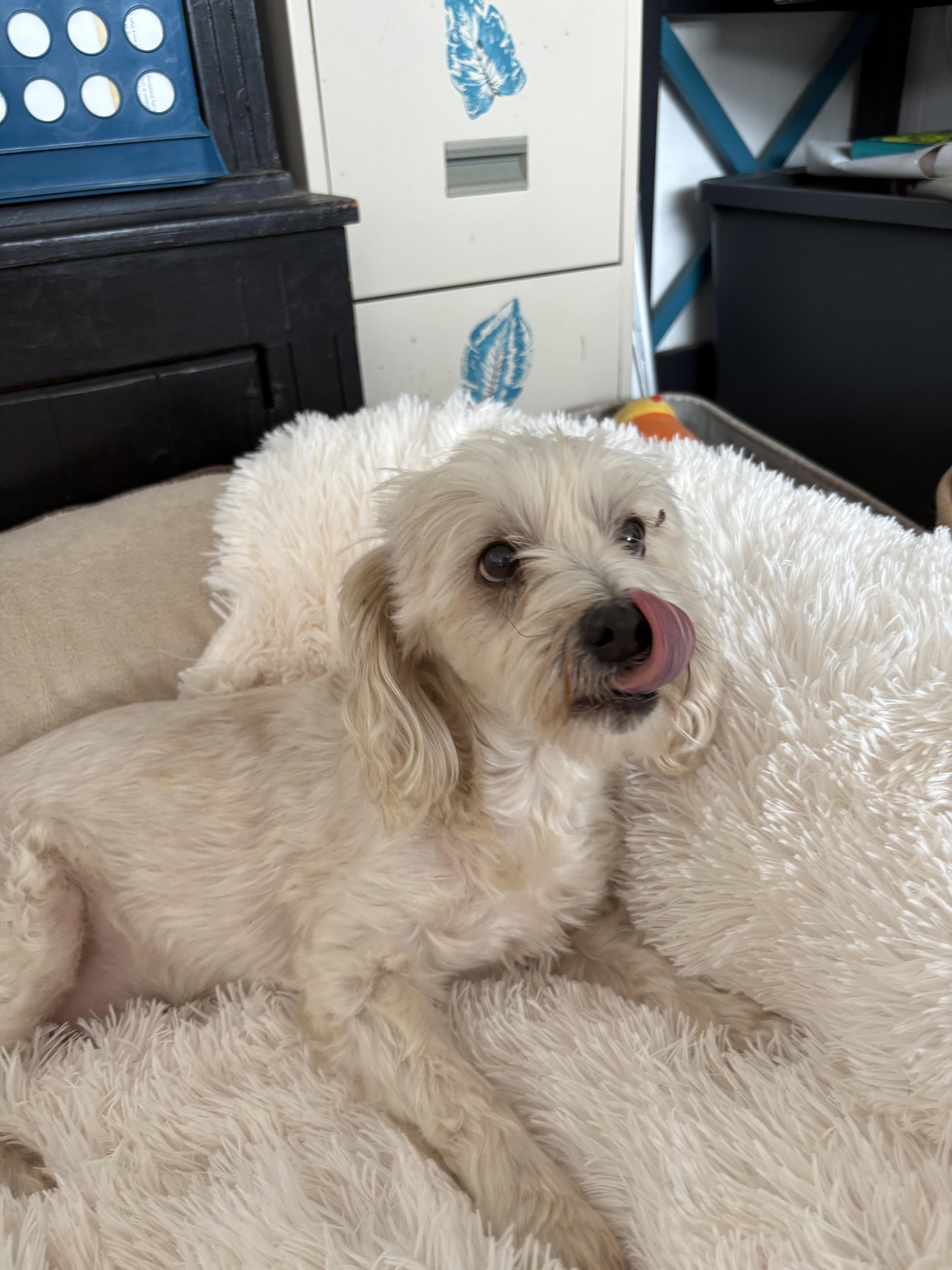 Blaze, an adopted Shih poo in Joliet, IL image 2/2