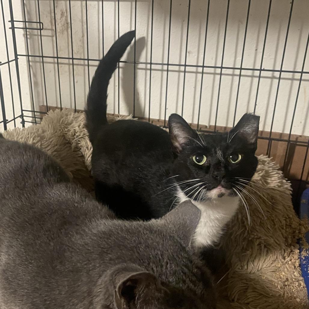 Enlarge Hemlock, a Adoptable Domestic Short Hair in PITTSBURGH, PA image 3/3