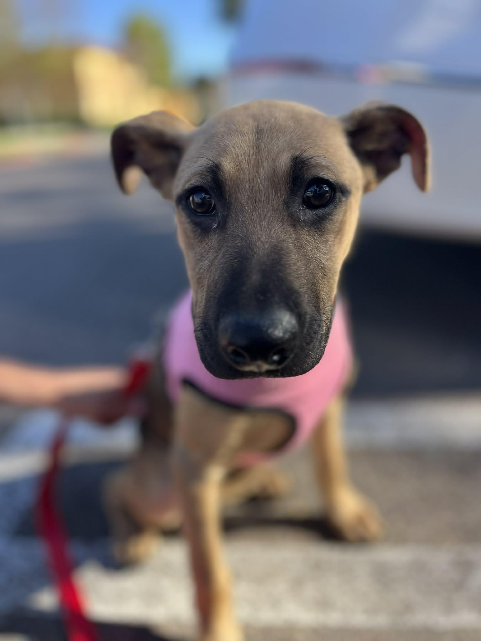 Enlarge Titan, an adopted mixed breed in Poway, CA image 2/4