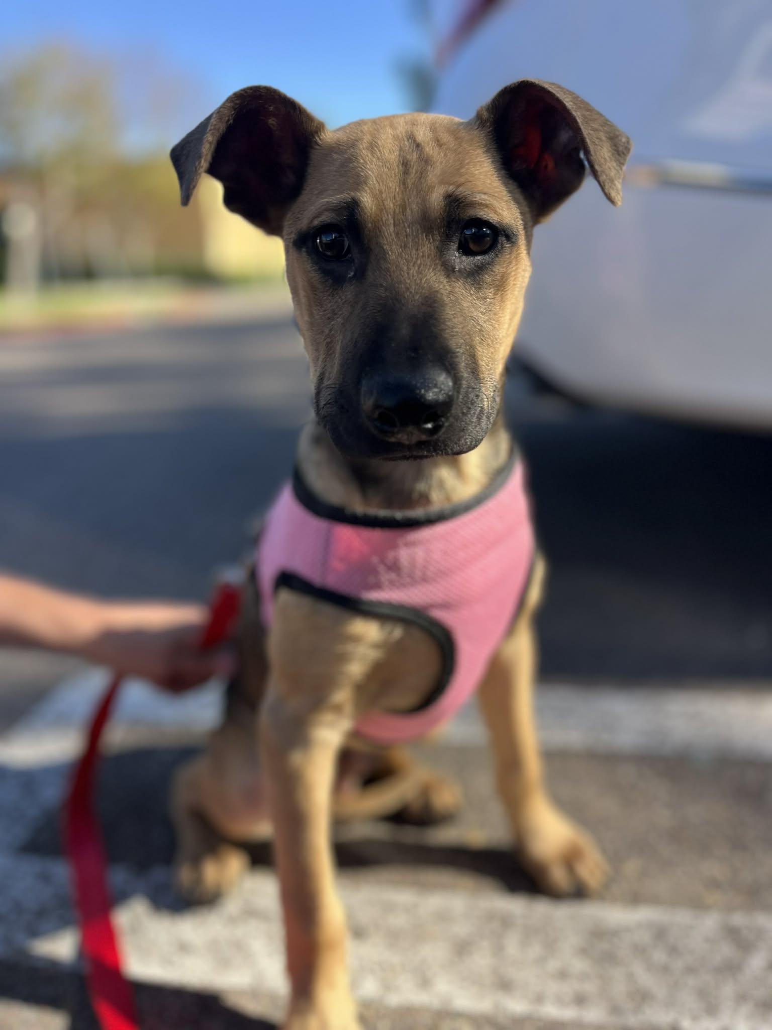 Enlarge Titan, an adopted mixed breed in Poway, CA image 4/4