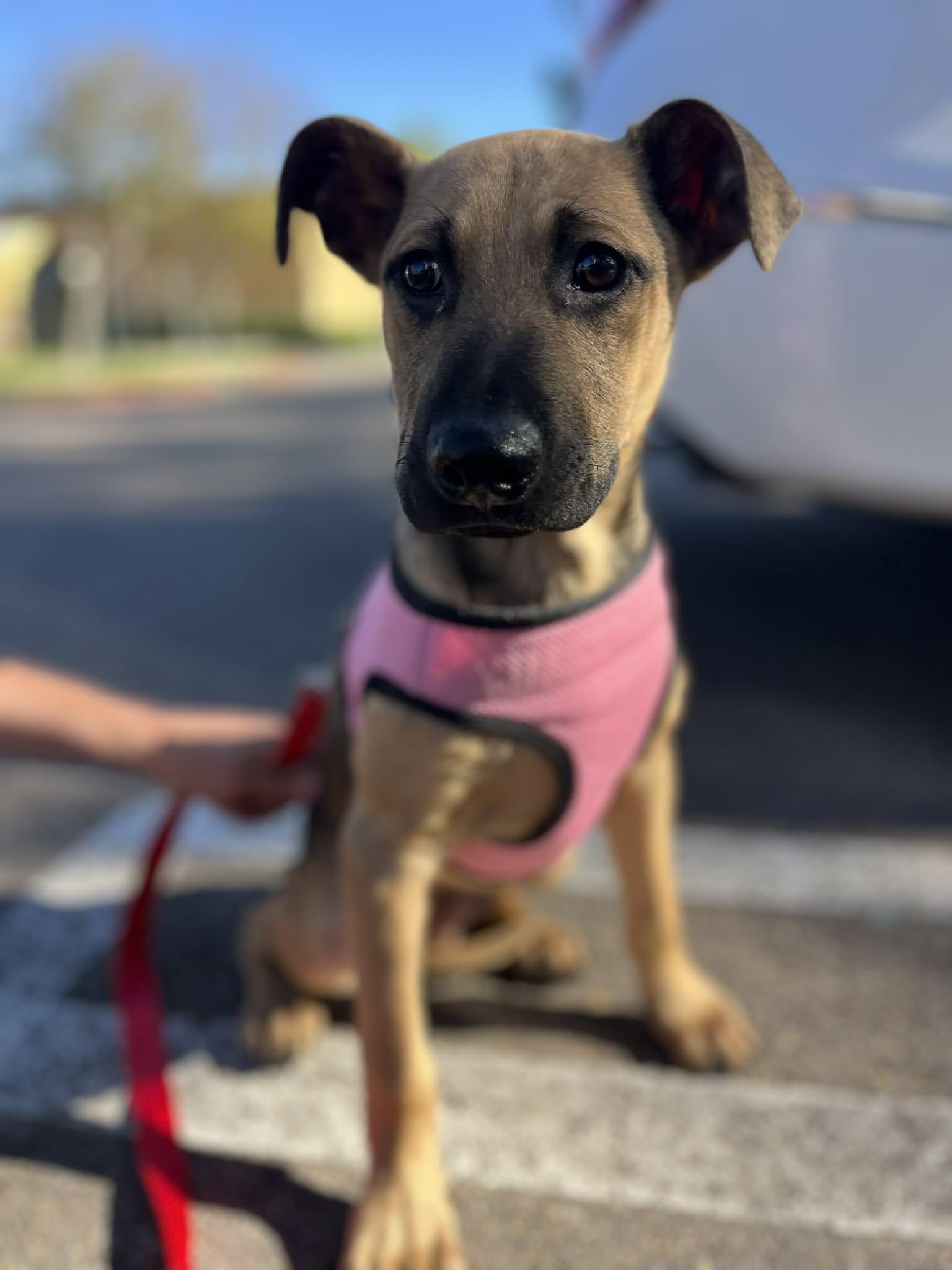 Titan, adopted, Puppy Male Shepherd.