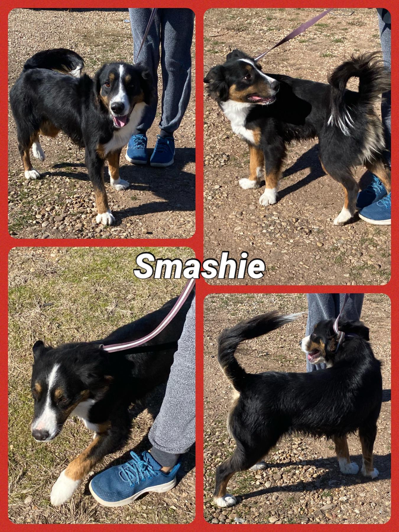 Smashie, Adult Female unknown