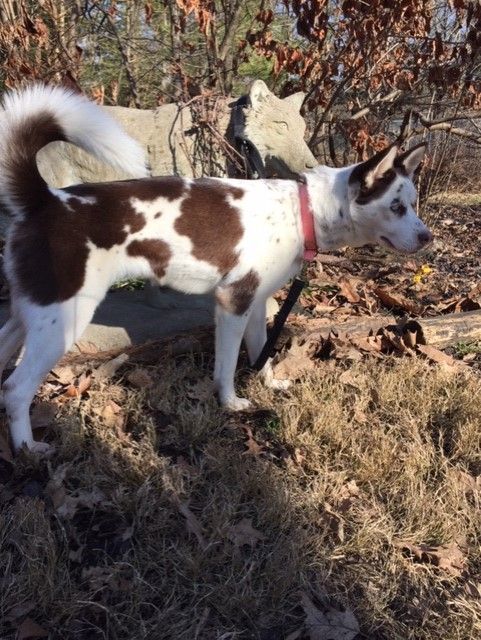 Lucy, a Adopted mixed breed in Lockport, IL image 1/6